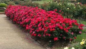 ����-����: ����������� �������� ��� ������ ����