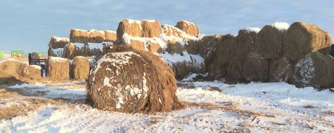 Два хозяйства в Забайкалье получили статус племенных репродукторов