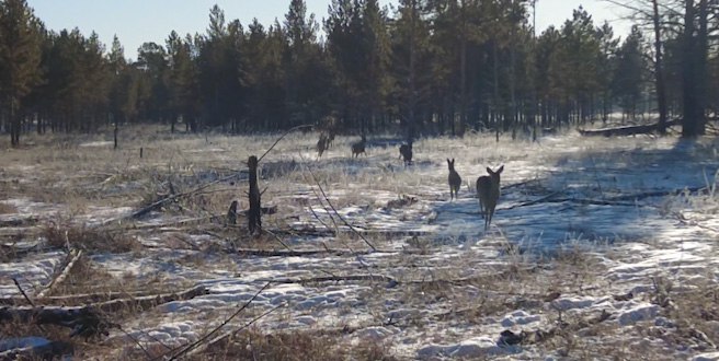Красная книга Забайкалья о животных издана региональным Минприроды совместно с учеными
