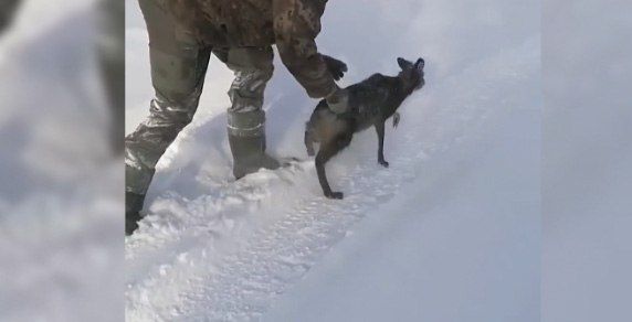 Инспекторы заказника в Забайкалье помогли самцу кабарги выбраться из сугроба