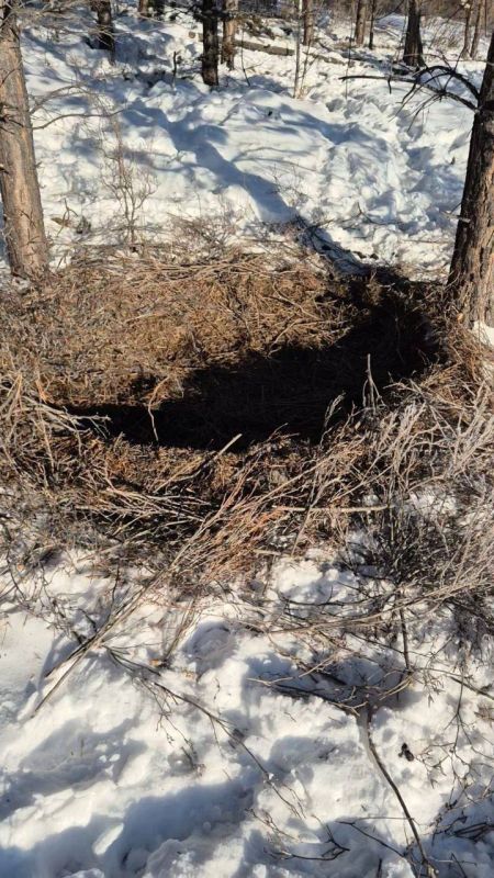 Знали ли вы, что дикие кабаны вьют себе гнездо на зиму?