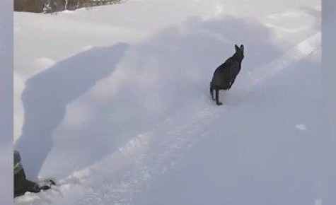 ���������� ��������� ������������� ������� ����� ������� ��������� �� �������� �����