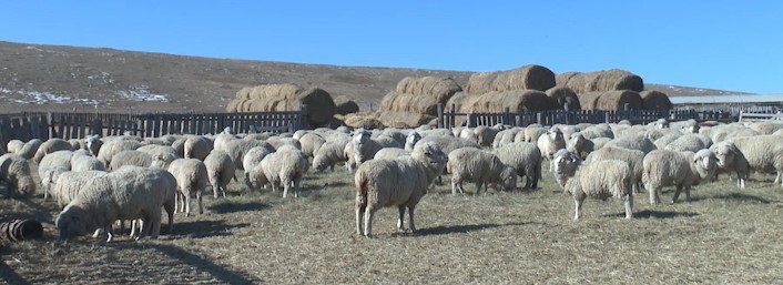31 миллион рублей на строительство овцеводческого монокомплекса получит племенное хозяйство из Агинского округа