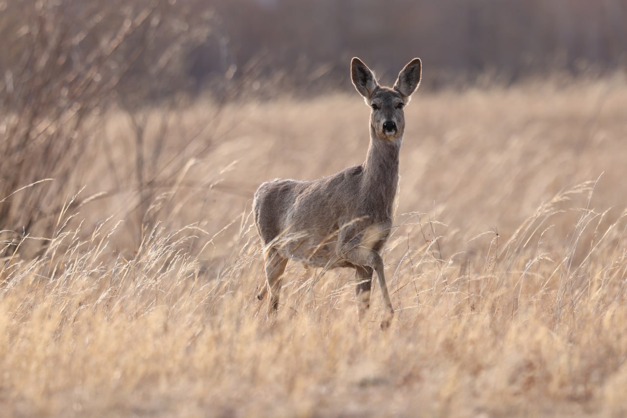 Доброе утро, забайкальцы и гости региона! Сегодня 24 декабря — среда