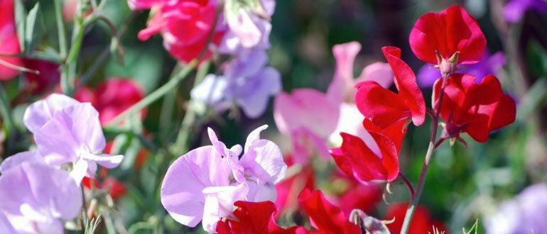 Ароматные цветы для вашего сада