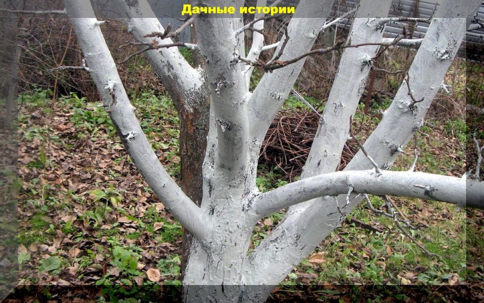 ��� ����������� ������� � ����: ��������� ������ ��� �������