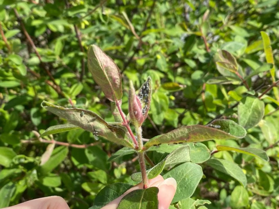 ��� ���������� �������� ���: ������ ������ ������