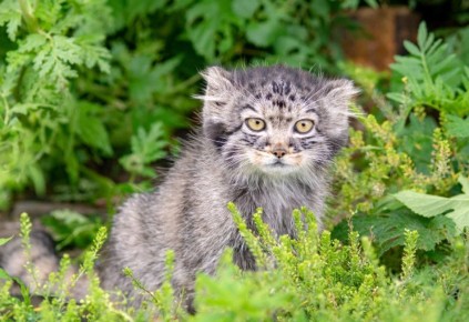 Доброе утро вам сегодня желает мануленок Даша