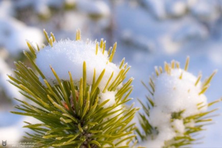 Доброе утро, забайкальцы. Вот и настал последний рабочий день в этом году Фото: тг- канал «Рысьими тропами» @zabrtk | Мы в MAX