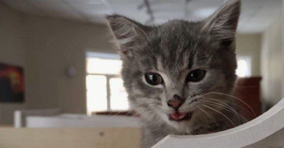 ����� ������� ������� ��������� �������� � ����-���������� ���������