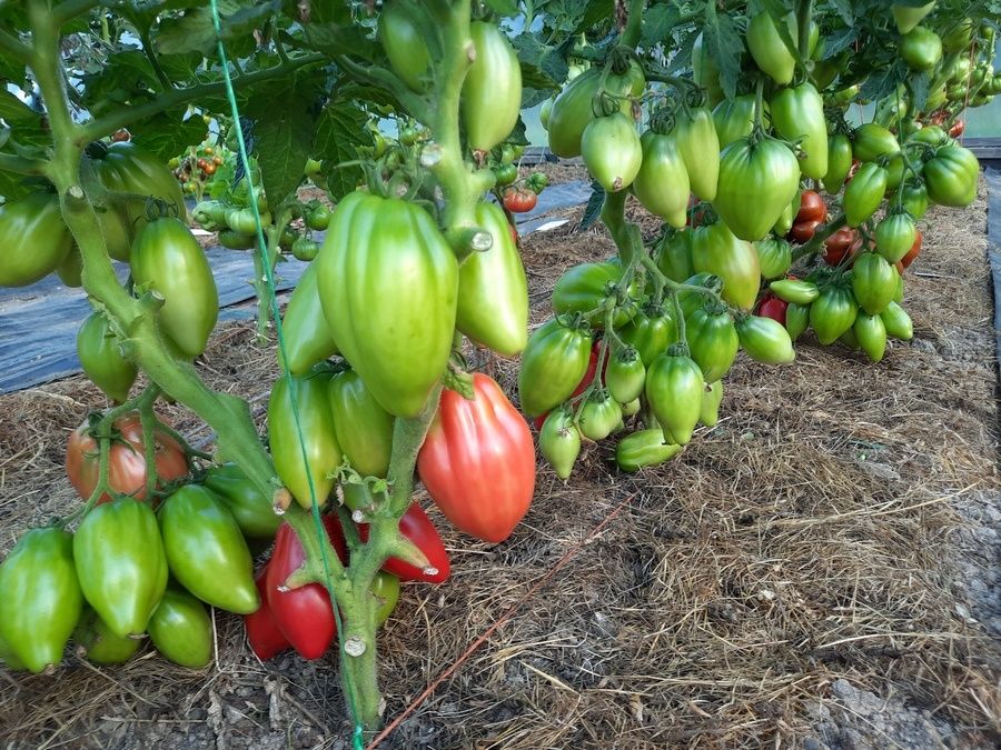 ������ ����������� ����� ������� ��� ������: �������� ��������� �������