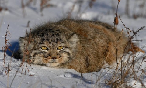 � �������� ����������� ���������� �������� ������� ��� �����-�������