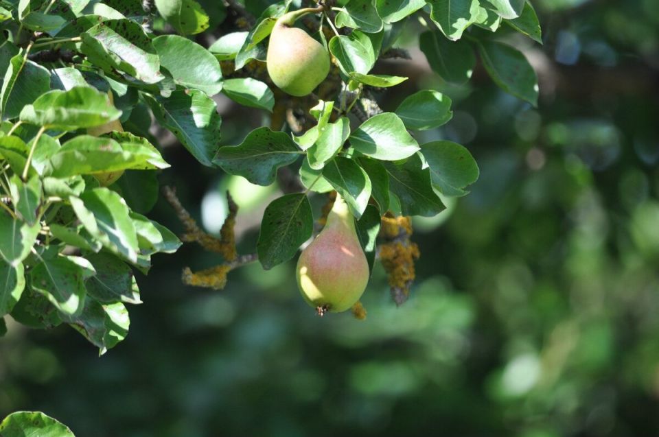 Груши для средней полосы России: лучшие сорта для вашего сада