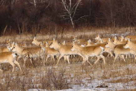 Доброе утро, забайкальцы и гости региона! Сегодня 4 января — воскресенье
