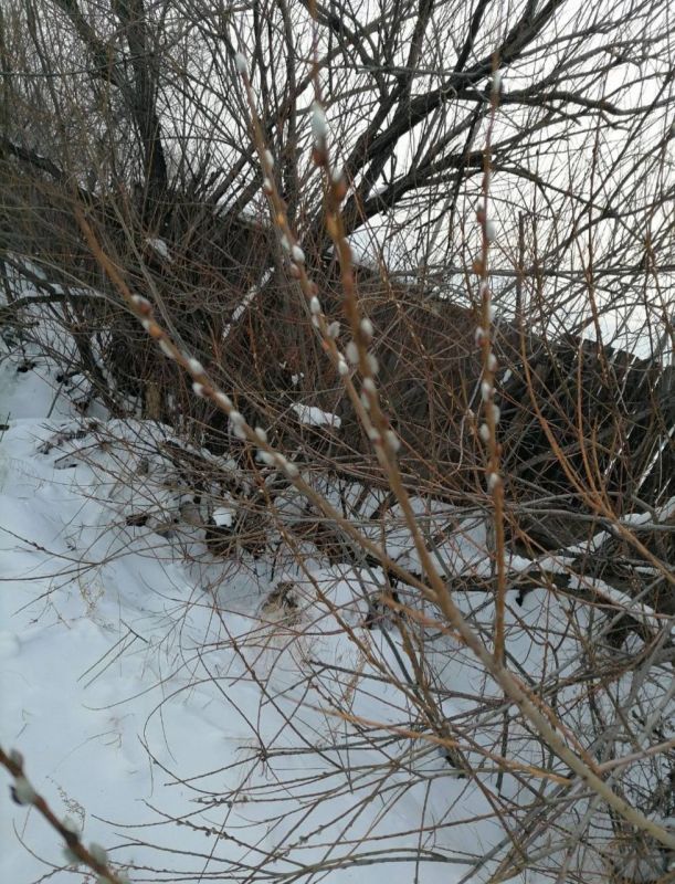 � ��� ������� ������������ �����