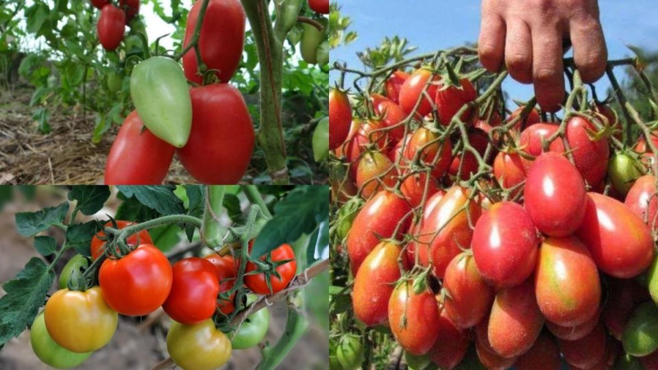 ����������� � �������������� ��������: ��� ������� ������ 2026 ����?