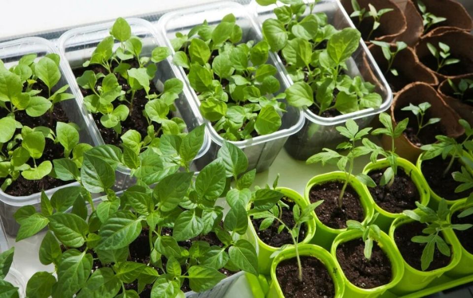 ��� ��������� ������� �������: ������ �� �������������� �����������