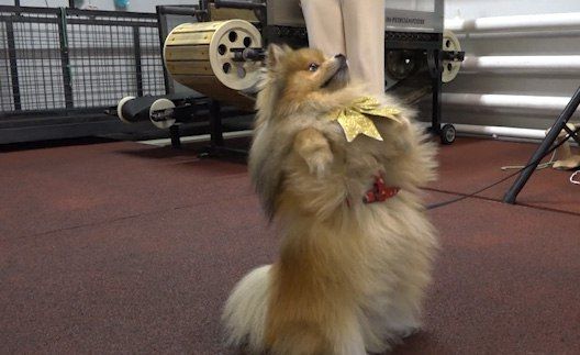 � ���� ���� ��������� �������� Dog school ������ ����� ��� �����