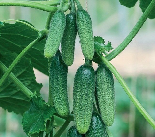 ��� ������� ��������� ������� ������� ��� ��������� ������: ������ ������������