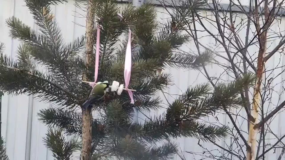 ������ ����, ����������! ������� � �����������, 11 ������