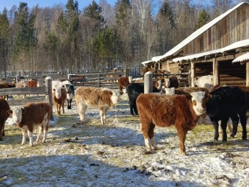 Господдержка сельского хозяйства в Забайкалье увеличится на 30%