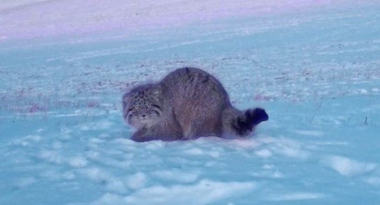 ����� ��� ������ ������. ������������� ���� ��������� ����������� �� ����������� � �������������� ���������