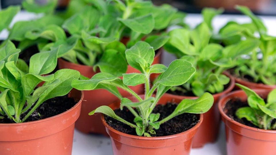 ������� ��������� ����������� ������� �������