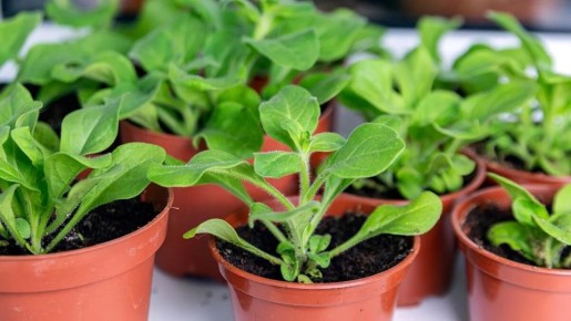 ������� ��������� ����������� ������� �������