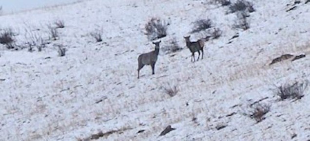 ������ � ������ � ���������� ������� �� ������������ ������� �����