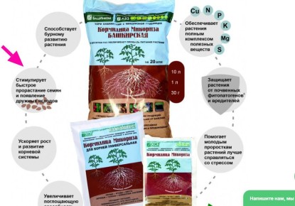 Микориза: действительно ли она ускоряет развитие семян?