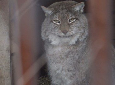 ��� ���������� ������� ������ ��������� ���������� ��������