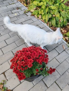 ����������� ����� ��� ���� ����� ���