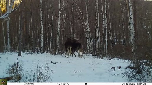 ��� ���� ������?. ��������� �������� ����� ����� � �������� �����������