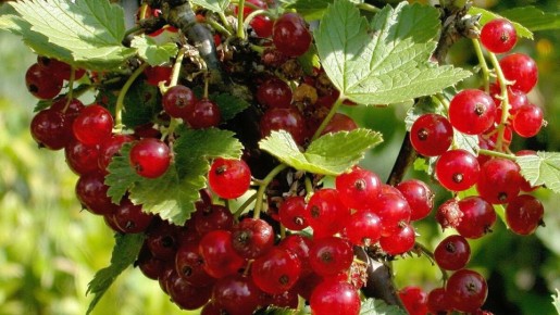 ����������� ������������ ������: ����� ������ �� ������ �����