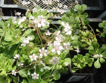 ����������: ������������ �������� ��� ������ ����