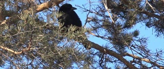 ������������ ���������� ������ �� ������� ������������ �������� � � ���� ����