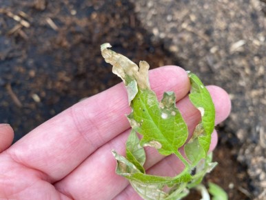 ��� �������� ���� ������� �� �������� �����������: ����������� ������