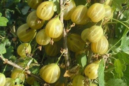 ��������� �������� ��������� ������� ����� ����������� ������������