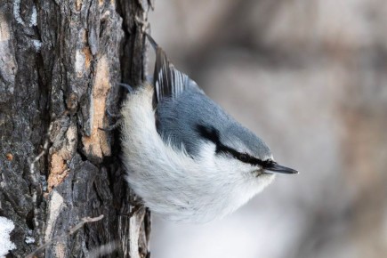 ������ ����, �����������! �� ��������� 20 ������, �������