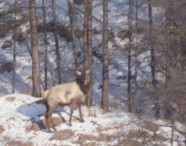 � ��������� ����������� ���������� ��������� ������