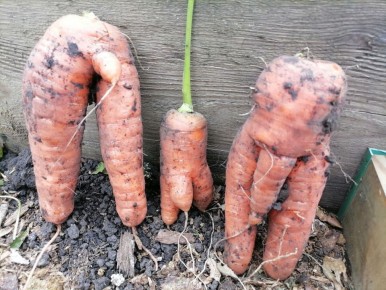 ������ ������� ����� ������� �������: 3 �������� �������