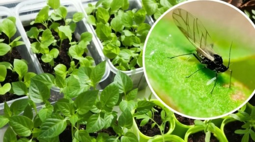 ��� ������ �������� �������� ����� �� ��������� ���