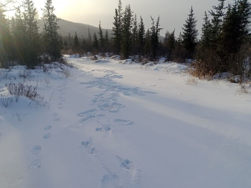 В заказниках Забайкалья растет численность диких животных
