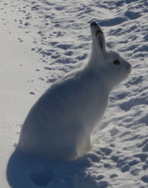 Заячья смекалка. Белый пушистик обманул соболя в догонялках