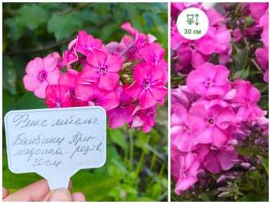 ��� ����� �� ����� �������� ��������� ��������