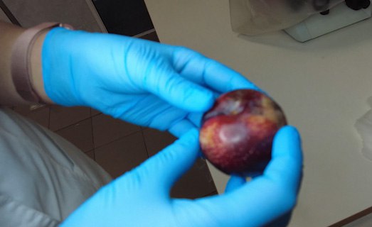 Россельхознадзор с начала 2026 года обеспечил контроль свыше 850 тонн яблок через пункт пропуска Забайкальск