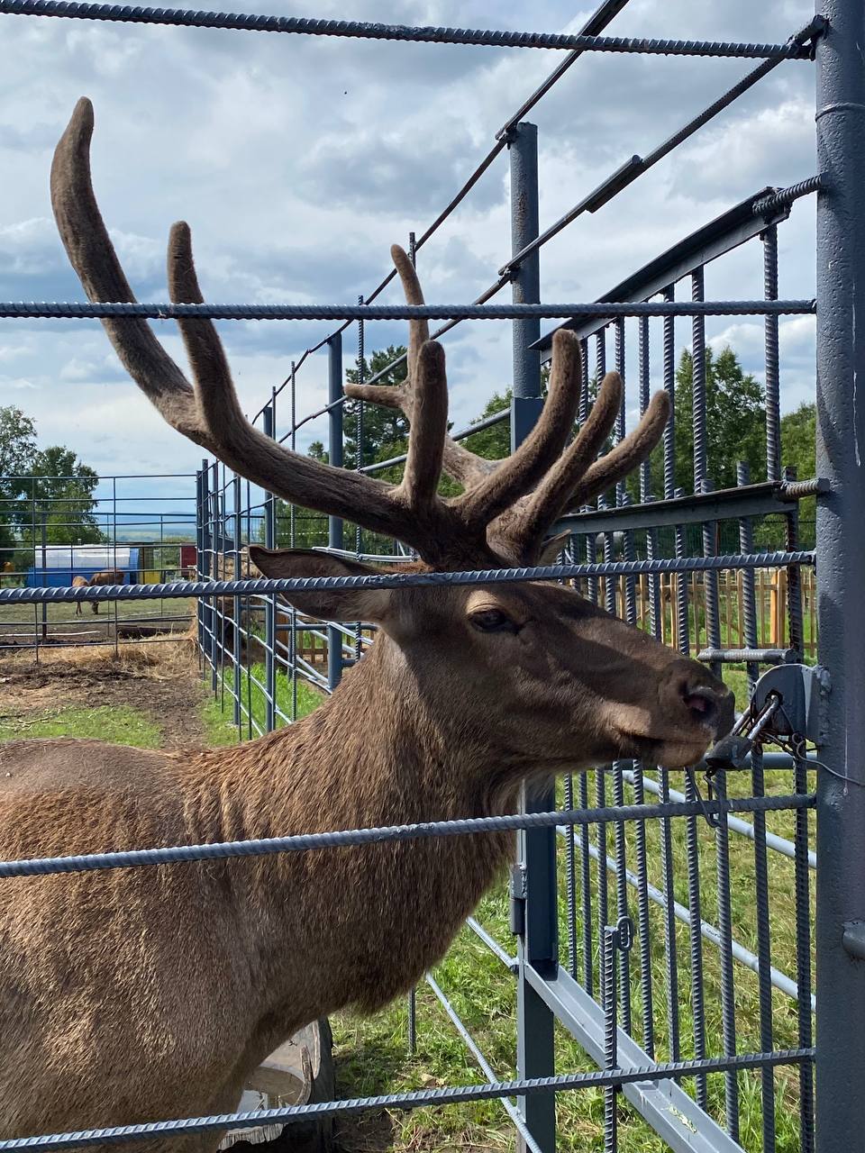 Цену на входной билет в зоопарк и в зоопитомник «Амодово» поднимут с 1 февраля