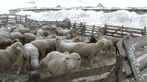 Какие проблемы есть с зимовкой скота в Приаргунском округе