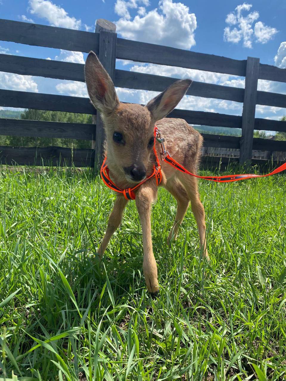 Косуленок Маша обрела семью