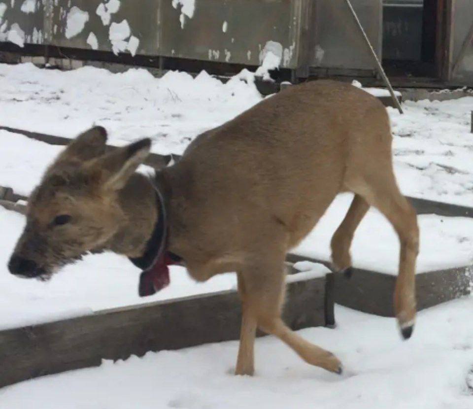 Косуленок Маша обрела семью Косуленок Маша обрела семью
